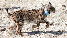 Lince ibérico liberado en el parque natural de Zarcilla de Ramos (Lorca, Murcia).