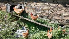 Imagen de archivo de un gallinero en Bóveda (Lugo).