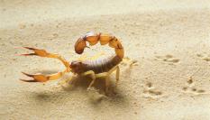 Diferentes especies de escorpiones en España