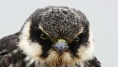 Imagen de archivo de un ejemplar de alcotán europeo ('Falco subbuteo').