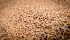 Semillas de sésamo, en una imagen de archivo