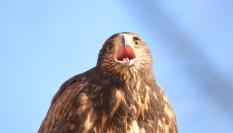 Un ejemplar de águila Harris.