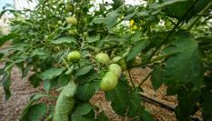 Una plantación de tomates, en una imagen de archivo