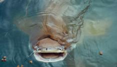 Imagen de archivo de un siluro.