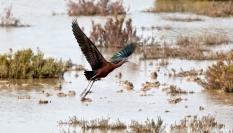 Un ibis echa a volar en el Parque Nacional de Doñana.