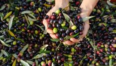 Imagen de archivo tras la cosecha de olivas.
