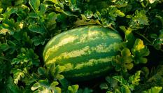 Una sandía, a punto