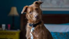 Perro preguntándose si te puede acompañar a votar