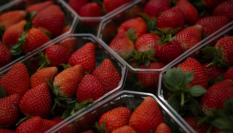 Fresas de Huelva, recién recogidas