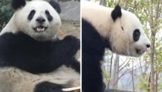 Los pandas Jin Xi y Zhu Yu.