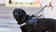 Perro guia
