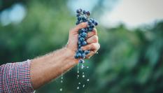 Las heladas primaverales afectan a viñedos en España