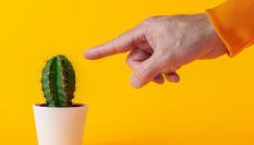 Persona tocando un cactus