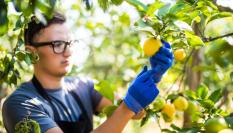 Un productor de limones recoge su producto en la finca donde los produce.