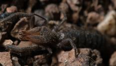 La araña camello descubierta por el CSIC en España