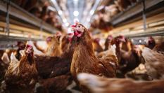 Imagen de archivo de gallinas.