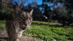 Un lince ibérico en España
