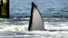 Detalle de un ejemplar de ballena