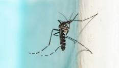 El conocido mosquito tigre