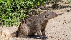 Un meloncillo, conocido como mangosta.