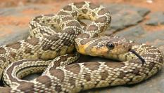 Imagen de archivo de un ejemplar de culebra de herradura ('Hemorrhois hippocrepis').