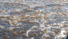 Imagen de archivo del alga asiática ('Rugulopteryx okamurae').