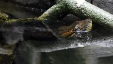 Un ejemplar de anaconda verde en una imagen de archivo en un parque natural de Roma