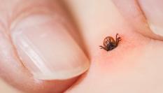 El ataque de una garrapata