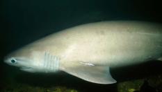 Especimén de Cañabota