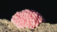 Imagen de archivo de huevos de caracol manzana (Pomacea).
