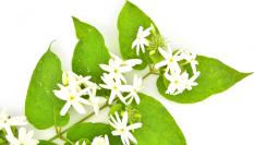 Imagen de archivo de jazmín estrella.