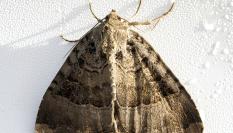 Foto de archivo de una polilla.