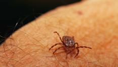 Aparece una garrapata