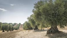 Imagen de archivo de un olivar.