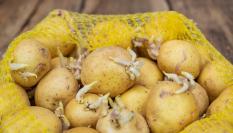 Imagen de archivo de unas patatas con brotes.