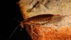 Un ejemplar de cucaracha alemana