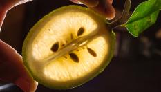 Imagen de archivo de un detalle de un limón cortado a la mitad.