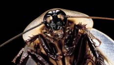 Imagen de archivo de un ejemplar de cucaracha gigante  ('Blaberus giganteus').