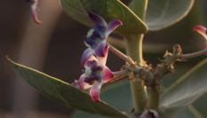 Detalles en primer plano de Calotropis procera
