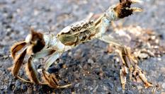 Ejemplar de cangrejo chino o de Shangai ('Eriocheir sinensis') en una imagen tomada en 2019 en Thedinghausen (Baja Sajonia, Alemania).