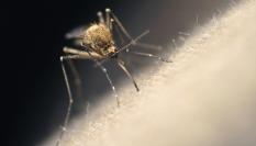 Imagen de archivo de un mosquito.