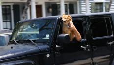 Un perro, dento de un coche