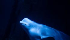Una de las belugas rescatas del Delfinario NEMO de Járkov (Ucrania) en el Oceanogràfic de Valencia