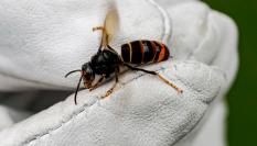 Ejemplar de avispa velutina.