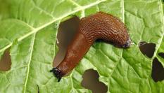 Imagen de archivo de una babosa común ('babosa española'), 'Arion vulgaris'.
