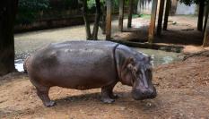 Un hipopótamo, criado en cautiverio en un zoológico de Bangladesh.