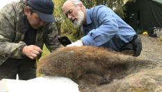 Los científicos Valerii Plotnikov y Dan Fisher examinan la piel de los restos del mamut.