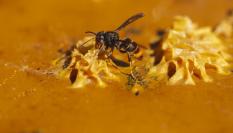 Una avispa asiática