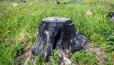 Un tocón en mitad de un bosque