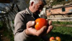 Un agricultor español muestra a cámara parte de su producción de tomate.
